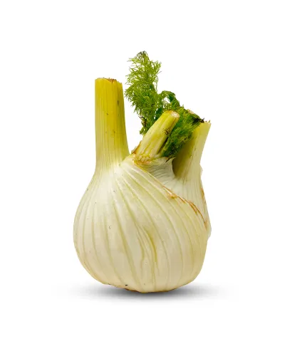 Fenchel - Gemüsefenchel